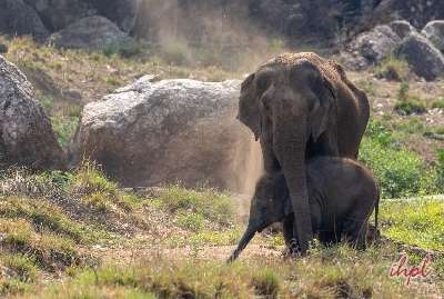 Madhya Pradesh Wildlife Tour