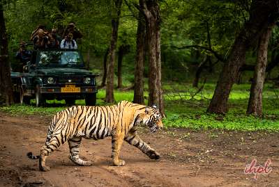 3 Days Tour to Pench National Park