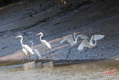 Short Escape to Sunderbans