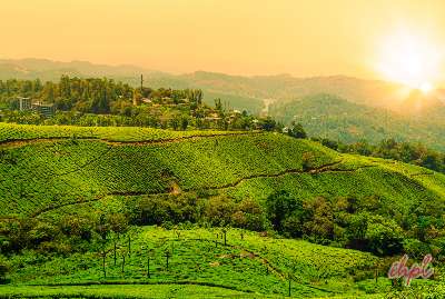 short-escape-to-munnar-gallery-1