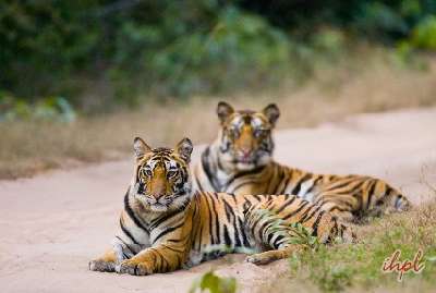 Wildlife Safari Tour in India