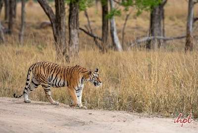 Kanha Bandhavgarh Tour