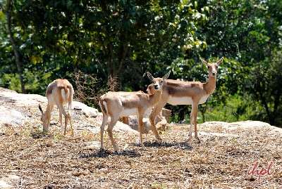 South India Wildlife