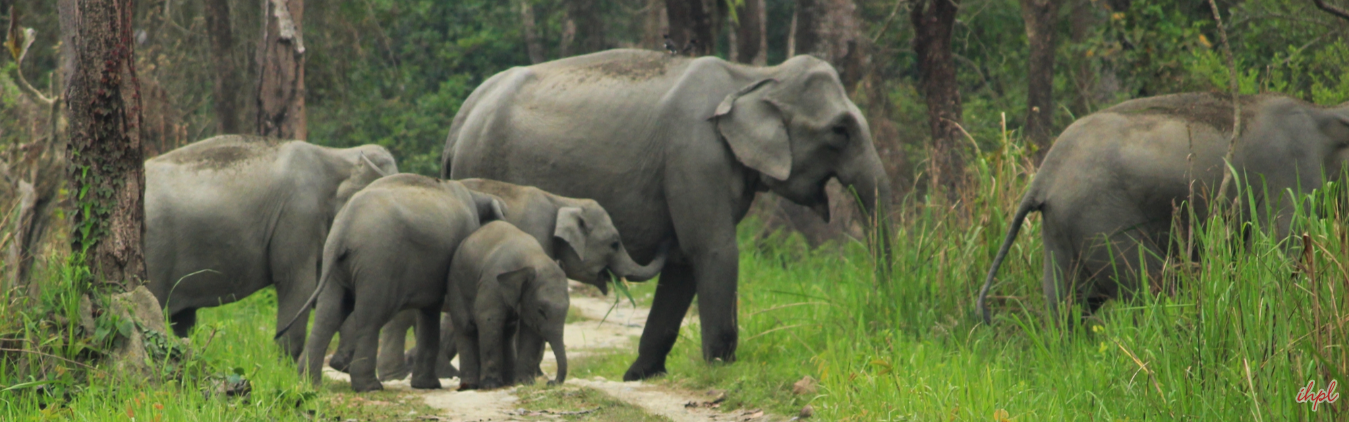 Manas national park