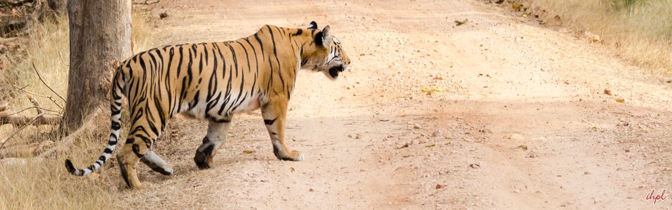 safari at Bandhavgarh