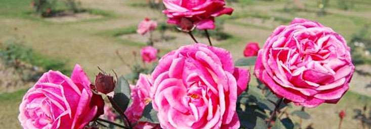 National Rose Garden Delhi, Tourist Attraction in New Delhi - India