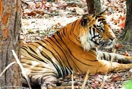 Bandhavgarh National Park