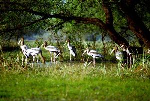 Bharatpur Bird Sanctuary