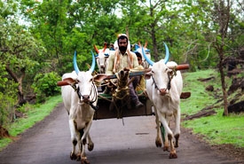 Bullock Cart Rides