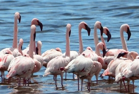 Nalbana Bird Sanctuary