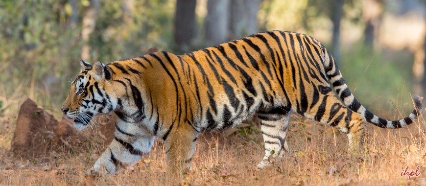 Kanha National Park 