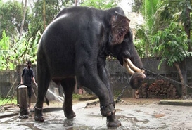 Kodanad Elephant Training Centre Kerala