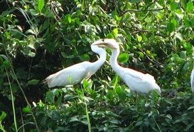 Kumarakom Bird Sanctuary