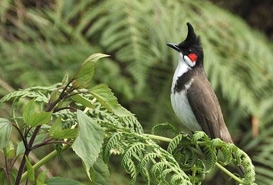 Mount Harriet National Park