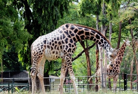 Mysore Zoo