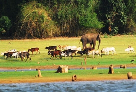 Nagarhole National Park