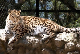 Padmaja Naidu Himalayan Zoological Park