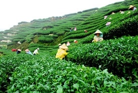 Tea Garden