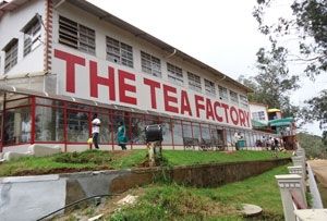 Tea Museum 