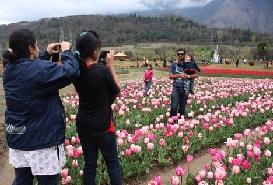 Tulip Garden