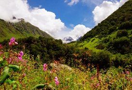 Valley of Flowers