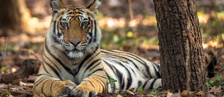 Van Vihar National Park In Bhopal, Madhya Pradesh – IHPL