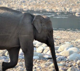 Rajaji National Park