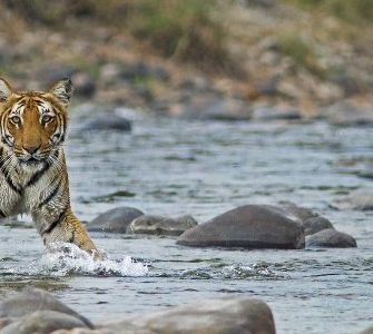 Jim Corbett National Park