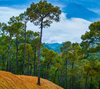 Ranikhet