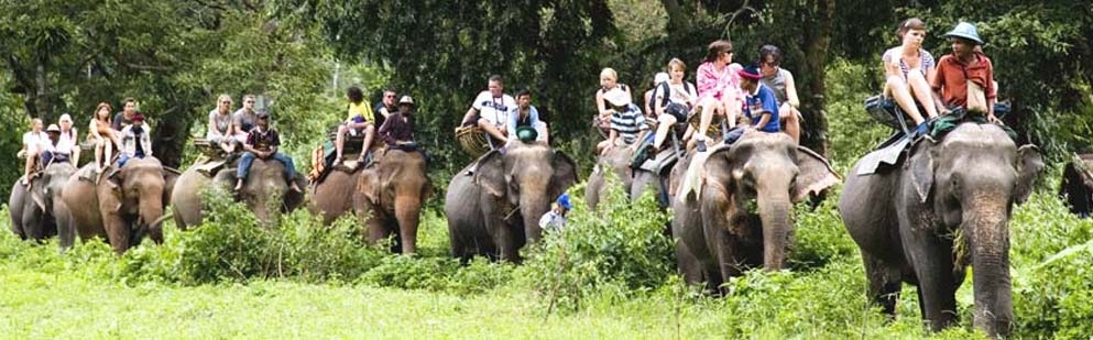 kaziranga 2 National Park Elephant Bandhavgarh in Safari