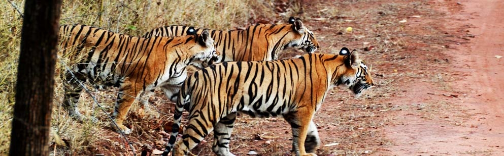 Kanha Tiger Reserve, Kanha Tiger Reserve Madhya Pradesh