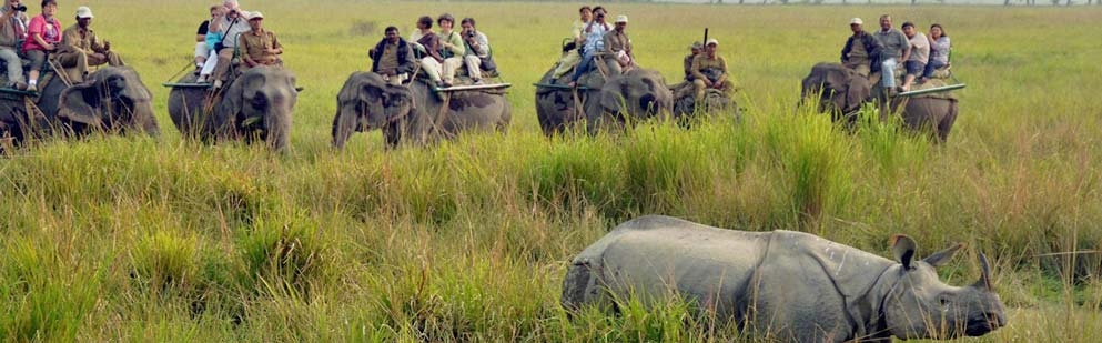 Elephant Safari in Kaziranga National Park - IHPL