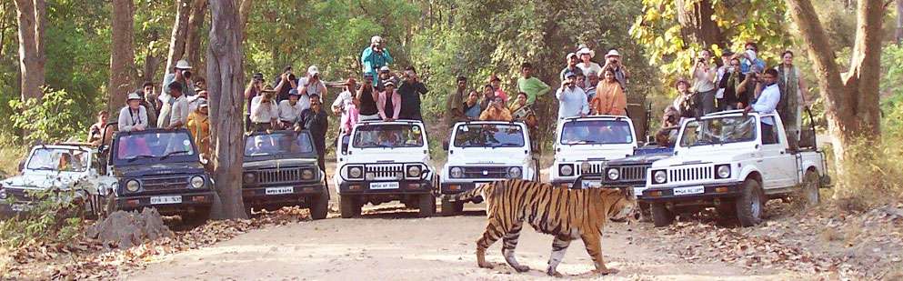 Image result for sariska national park