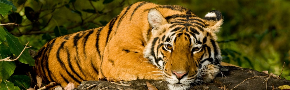 Tiger Reserves in India | List of Protected Tiger Reserve – IHPL