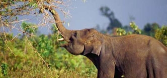 Wildlife Conservation Efforts In India, Conservation Of Wildlife In India