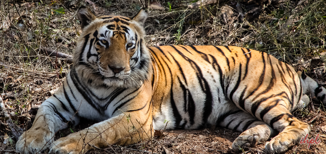 Kanha National Park in Madhya Pradesh | Best Time | Safari Charges