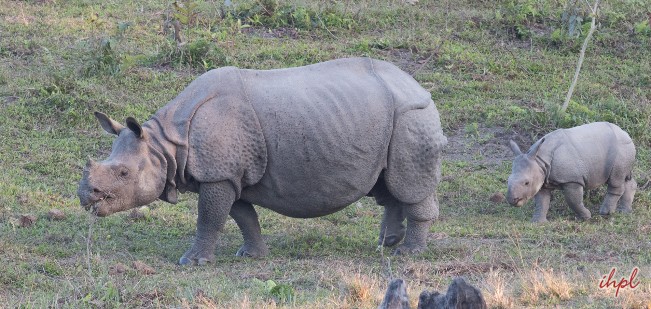 manas-national-park-in-assam-manas-wildlife-sanctuary-in-assam