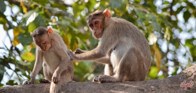 Sanjay Gandhi National Park Maharashtra, Borivali National Park