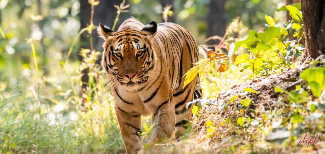 Tadoba National Park - Tadoba Wildlife Sanctuary | IHPL