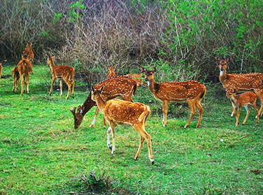 Wildlife Destinations in South India, Wildlife Reserves In South India ...