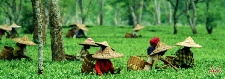 Tea Festival, Assam