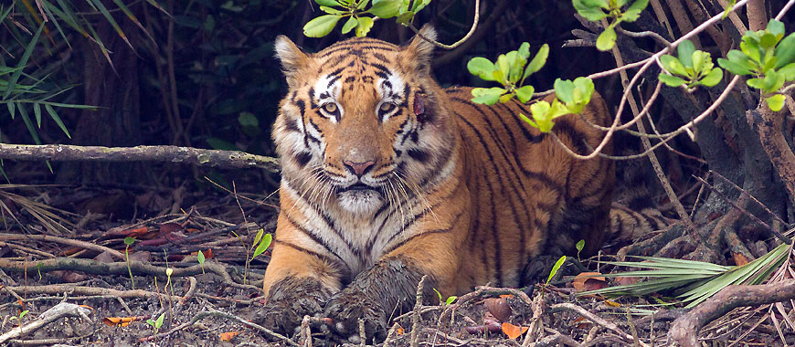 Sunderbans