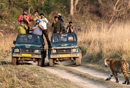 Corbett National park