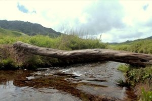 Mount Japfu Peak Trek in Nagaland