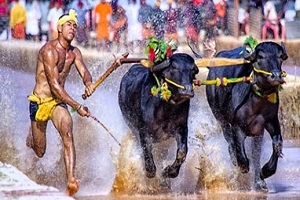 Kambala Festival in Karnataka