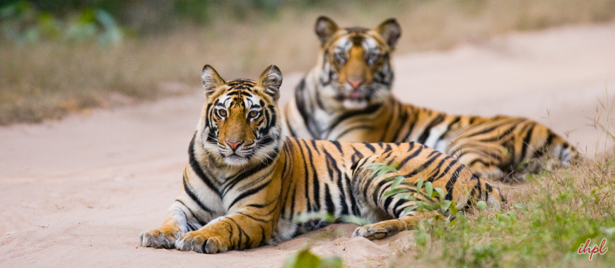 Bandhavgarh