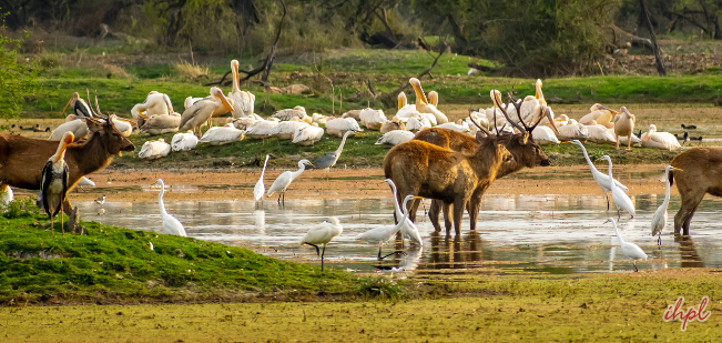 Bharatpur Bird Sanctuary