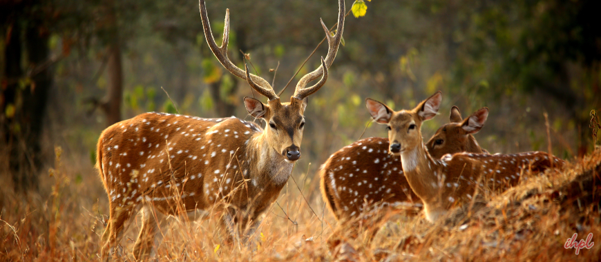 Bori Wildlife Sanctuary