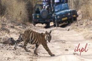 Tiger Trail with Exotic Khajuraho