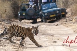 Tiger Trail with Exotic Khajuraho